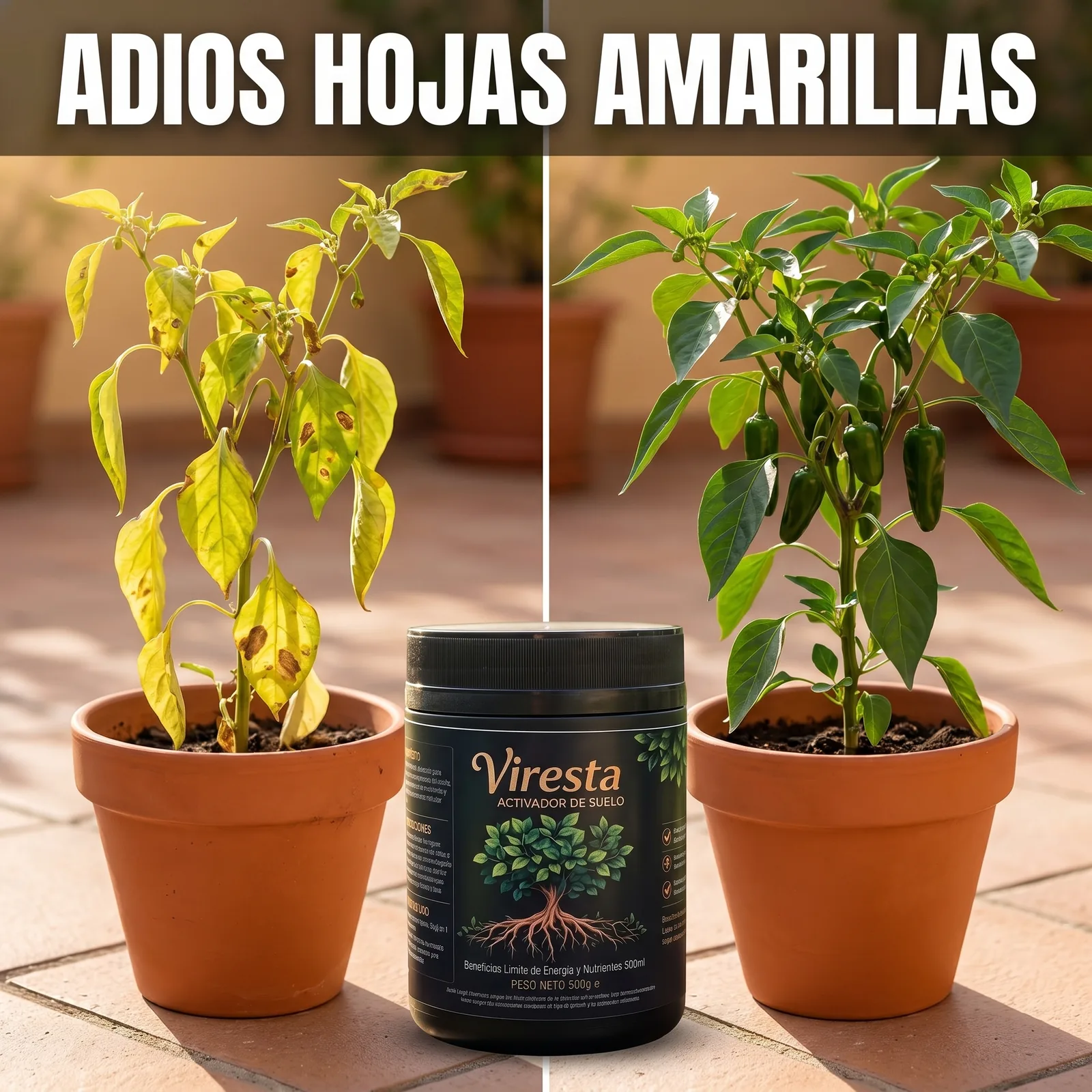 Planta de locote con hojas amarillas al lado de una planta verde y sana, junto al pote de Viresta